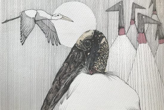 Coyongo. Por Nico Ayala